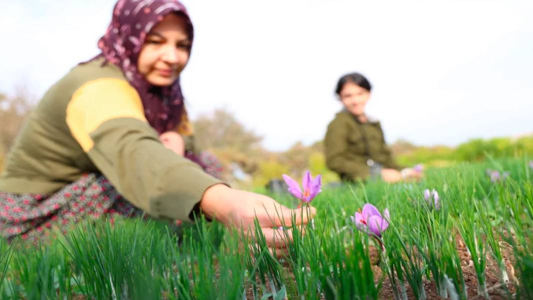 Dünyanın en pahalı baharatı! 3 yıl önce Türkiye'de keşfetti...Kilosunu 200 bin liradan satıyor 4